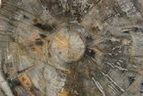 Polished Petrified Wood (Araucaria) Round - Madagascar #358049-1